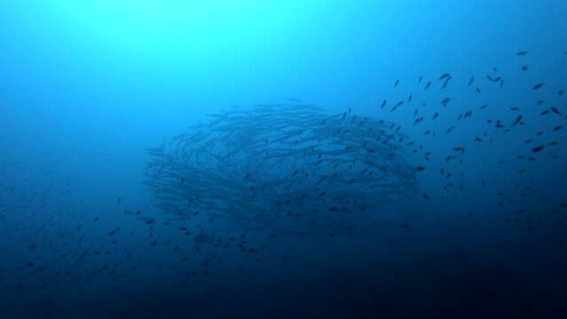 Majorca Scuba diving- Barracuda fish school 