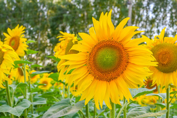 Beautiful sunflower in sunflowers field on summer with blue sky at Europe.