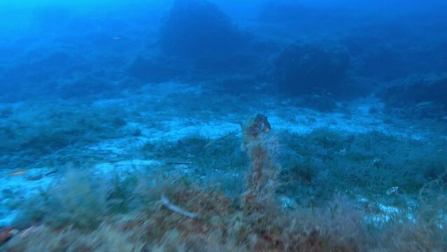 Mediterranean scorpionfish swimms over the seabed