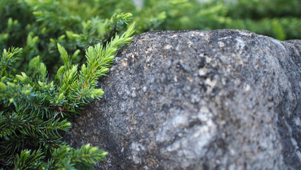 selective focus of japanese pine on the rock background in the yard