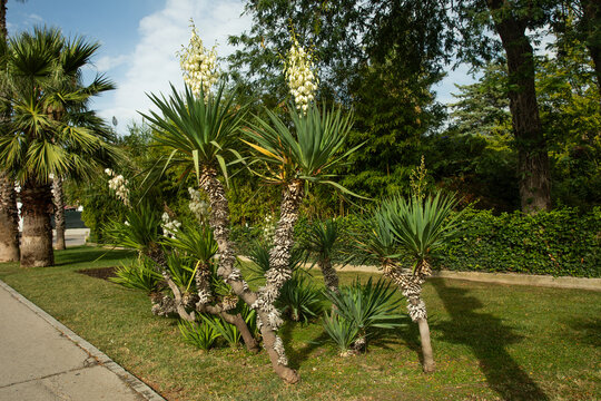 kwitnąca na biało juka przy drodze, white yucca