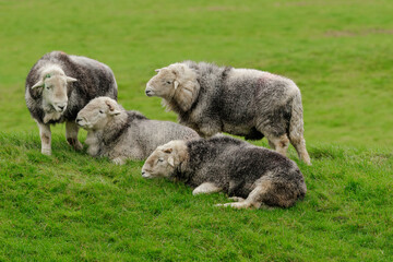 Naklejka na ściany i meble A flock of four fine, dehorned Herdwick rams in Autumn, Lake District, UK, grouped together in a field. Herdwick sheep are a breed native to Cumbria. Clean background with space for copy. Horizontal