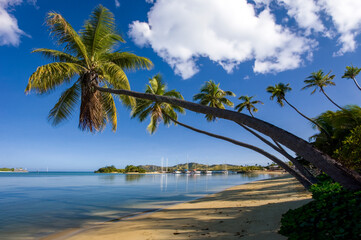 Overhanging palm trees in the Yasawa Islands - Fiji - South Pacific