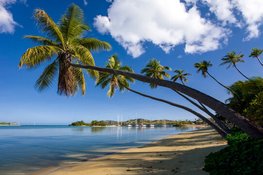Overhanging palm trees in the Yasawa Islands - Fiji - South Pacific © mrallen