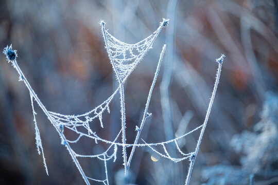 delicate openwork flowers in the frost. Gently lilac frosty natural winter background. Beautiful winter morning in the fresh air. spider web in white frost.
