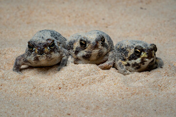 The Desert Rain Frog, Web-footed Rain Frog, or Boulenger's Short-headed Frog (Breviceps macrops) is a species of frog in the family Brevicipitidae. It is found in Namibia and South Africa.