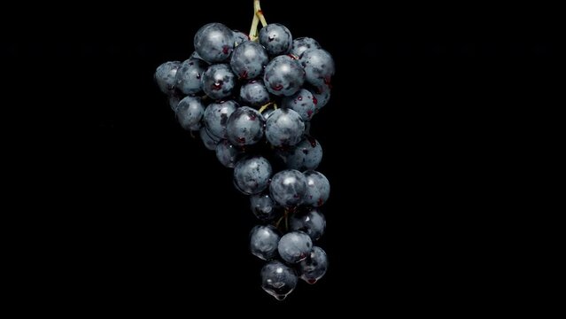 Isolated Against A Black Background, A Cluster Of Grapes With Blue Berries And Red Juice Droplets Rotates.