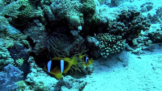 Egypt Red Sea - BDE - Clownfish defending their anemone in a tropical sea