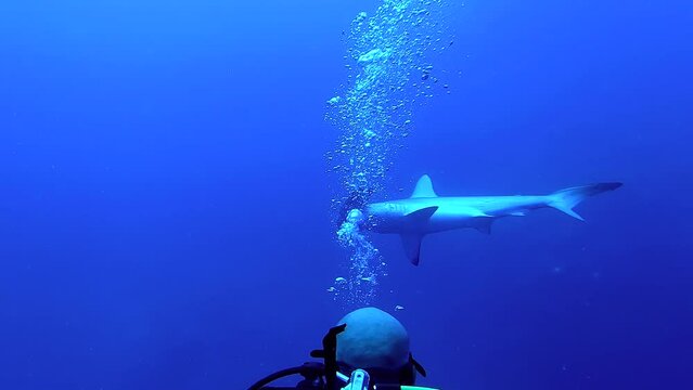 Egypt Red Sea - BDE - Diver looking to a hammerhead shark in a tropical sea