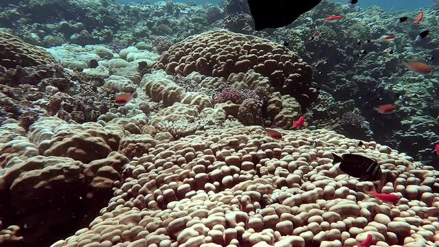 Egypt Red Sea - BDE - Little orange and black fish swimming above a big coral in a tropical sea