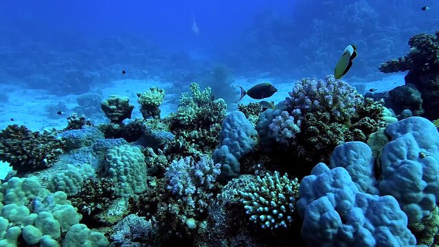 Following two beautiful fish eating coral in a tropical sea - Egypt Red Sea - BDE