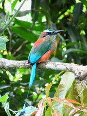 kingfisher on branch