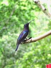 Fototapeta premium hummingbird feeding on a flower