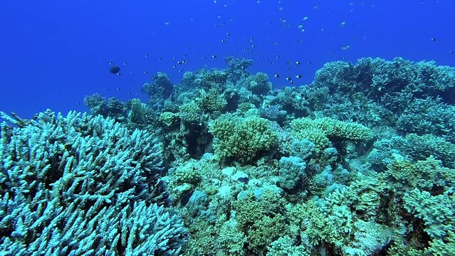 Egypt Red Sea - BDE - Swimming among beautiful fish and coral in a tropical sea