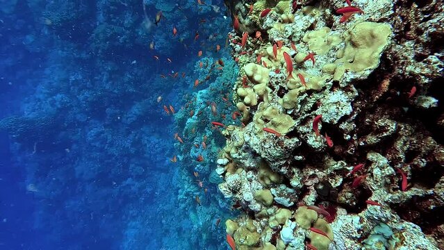 Swimming in a tropical sea among colorful fish and beautiful coral - Egypt Red Sea - BDE