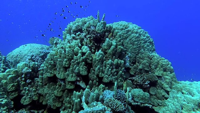 Egypt Red Sea - BDE - Swimming next to beautiful black and white fish above coral in a tropical sea
