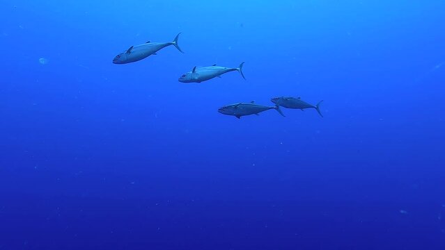 Tuna fish swimming in the big blue of a tropical sea - Egypt Red Sea - BDE