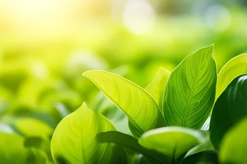 Poster Nature of green leaf in a garden in summer under sunlight. Spring background. © MdBillal