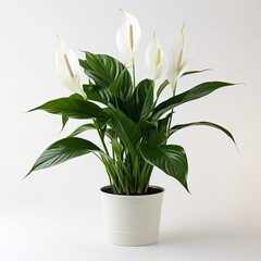 Peace Lily on a plain white background.