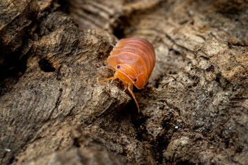 Isopoda 