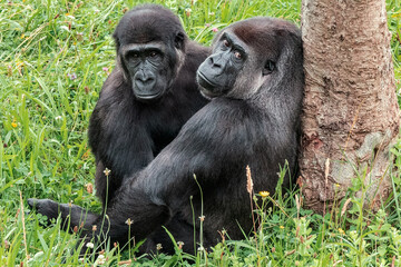 pair of gorillas sitting and resting