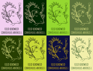 Set of vector drawing of FIELD BINDWEED in various colors. Hand drawn illustration. Latin name CONVOLVULUS ARVENSIS L.