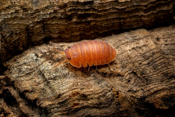 Isopoda "powder red" on wood. Isopoda is an order of crustaceans that includes woodlice and their relatives. - Powered by Adobe