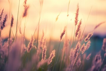 Wild grass in the forest at sunset. Abstract summer nature background.