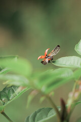 Marienkäfer im Abflug