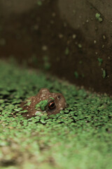 Frosch