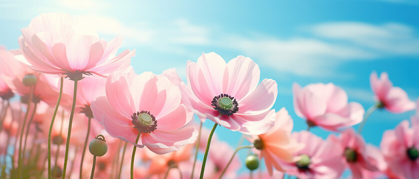 Gently pink flowers of anemones outdoors in summer spring close-up on turquoise background. Delicate dreamy image of beauty of nature.