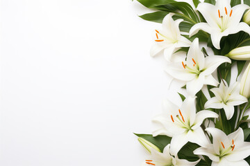Composition with beautiful blooming lily flowers on White background