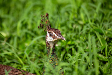 Indian Peafowl / Peacock (Pavo cristatus) Outdoors