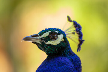 Obraz premium Indian Peafowl / Peacock (Pavo cristatus) Outdoors