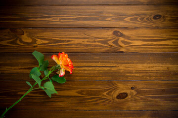 one red beautiful blooming rose on a wooden table