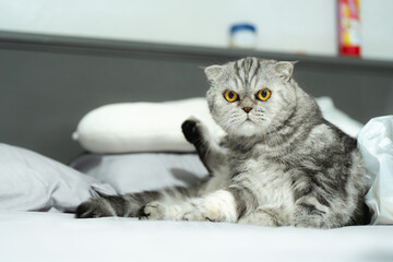 Scottish Fold cat on a white bed.
