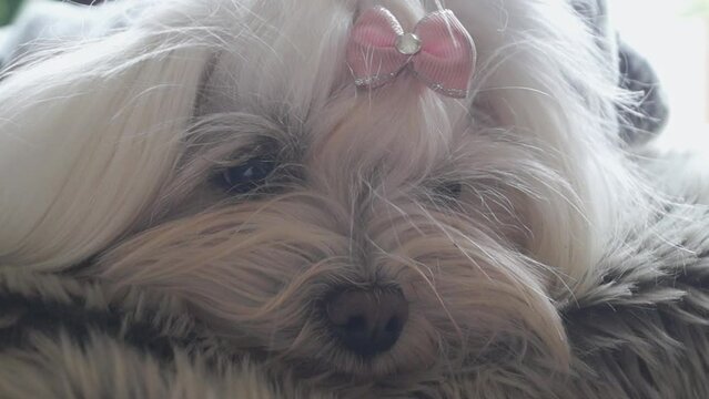 Small white dog with pink bow on his head lying on his bed resting.

