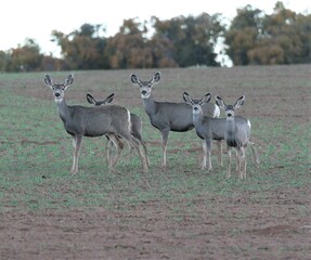 A Heard of Mule Deer in a Field at Moticello, Utah
