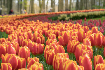 Tulip flowers blooming season garden colorfull. floral fresh yellow red and blue color amazing is...