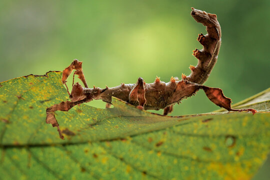 Stick Insect or Phasmids also known as walking stick insects, stick-bugs, or ghost insect.