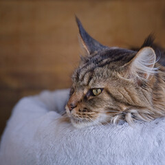 Maine Coon Katze ruht in ihrem Katzenbett