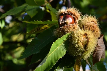 Photo sur Plexiglas Toscane Chestnuts in hedgehogs hang from chestnut branches just before harvest, autumn season. Chestnut forest in the Tuscan mountains. Italy.