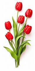 Red tulips isolated on white background.