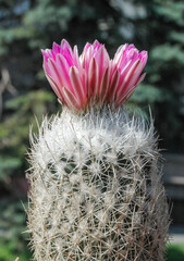 Escobaria vivipara - a cactus blooming with pink flowers from North America