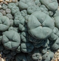 Lophophora Williamsii - several plants, a plant with narcotic properties - obrazy, fototapety, plakaty