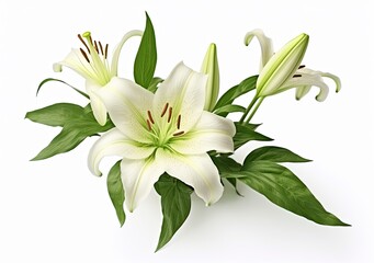 Fototapeta na wymiar Beautiful fresh lily flower with green leaves, isolated on white background.