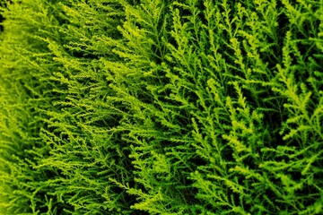 Close-up of a succulent green moss plant growing in a moist area.