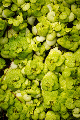 Close-up of a succulent green moss plant growing in a moist area.