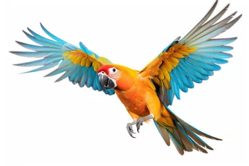 Foto op Plexiglas Flying parrot on white background © Veniamin Kraskov