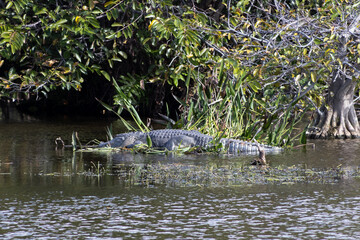 Alligator bathing in the sun 